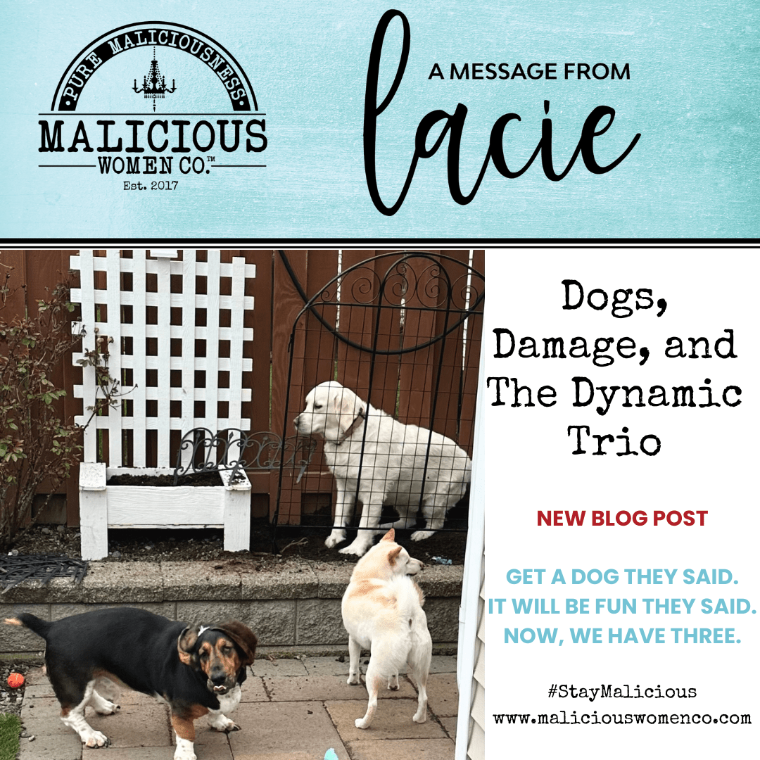 Dogs, Damage, and The Dynamic Trio - Malicious Women Co.